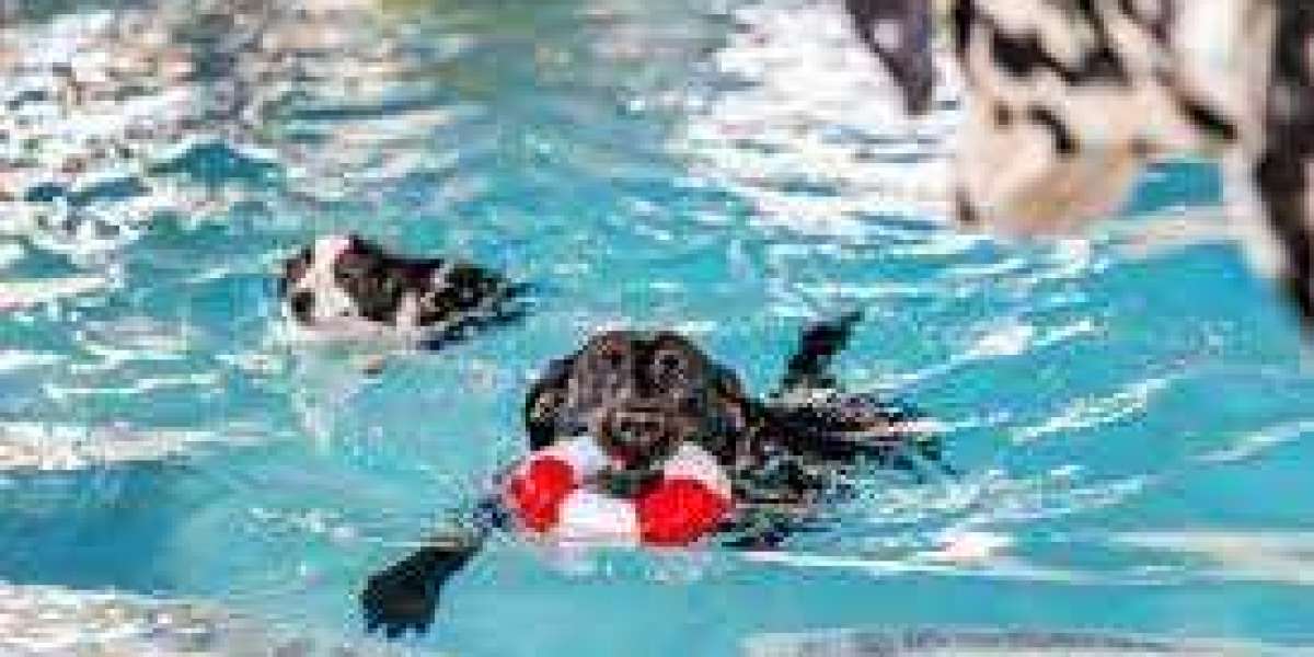 The Marvels of an Indoor Pool for Dogs