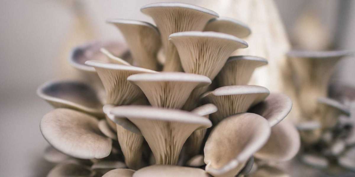 Oyster Mushroom Farming Market size is expected to grow at a CAGR of 8.3% from 2023 to 2033