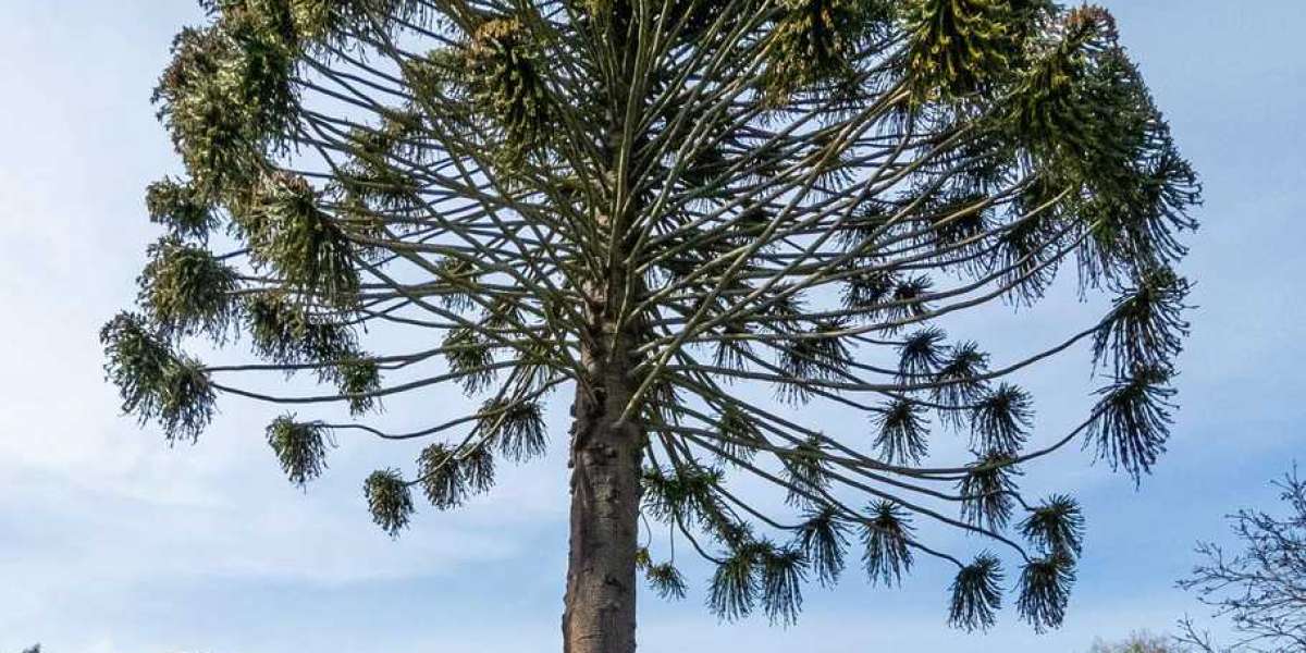 The Majestic Bunya Pine: Purchase and Care Tips