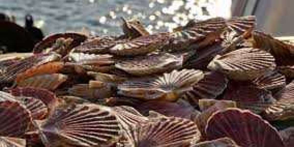 Scallop Farming Market size is expected to grow at a CAGR of 6.4% from 2023 to 2033
